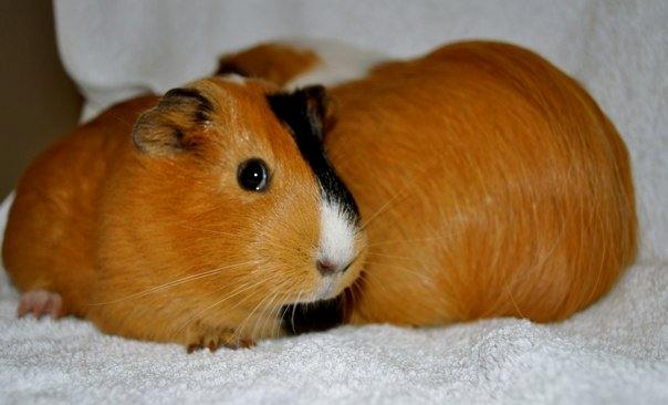 Marsvin Sjoko [Himmelgnaver] billede 7