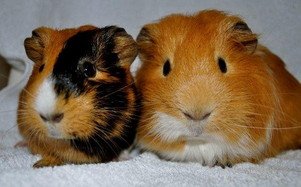 Marsvin Sjoko [Himmelgnaver] billede 8