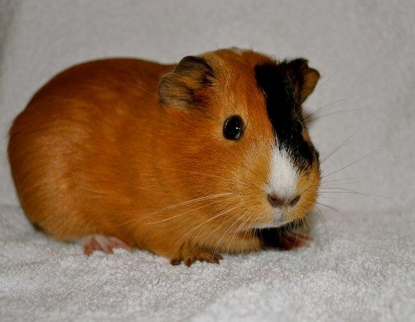 Marsvin Sjoko [Himmelgnaver] billede 9