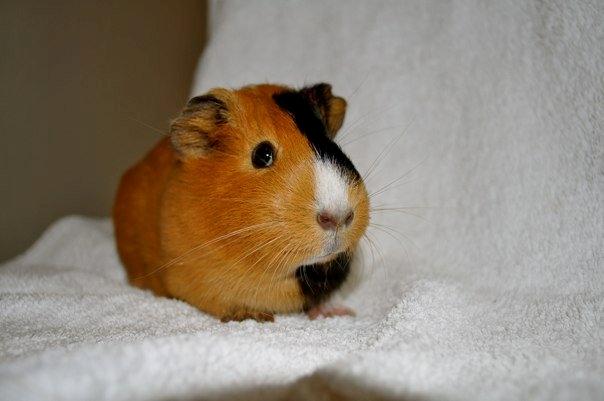 Marsvin Sjoko [Himmelgnaver] billede 10