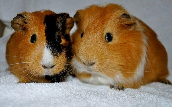 Marsvin Sjoko [Himmelgnaver] billede 11