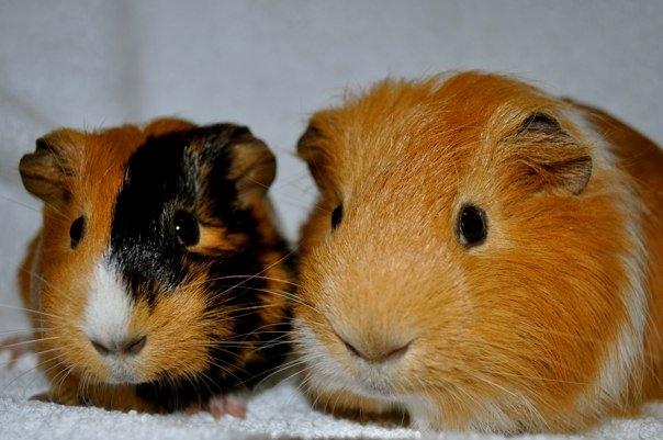 Marsvin Sjoko [Himmelgnaver] billede 12