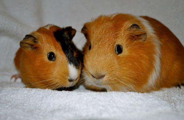 Marsvin Sjoko [Himmelgnaver] billede 13