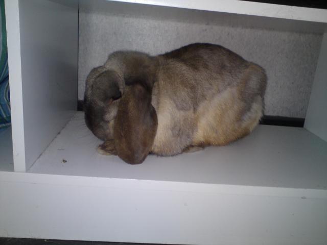 Kanin Nemo - Sådan sær min højt elskede Nemo desværre ud nu :( Man kan tydeligvis se at han slet ikke trives og er blevet meget tynd :( Hans pels har også helt mistet sin glans :( billede 9