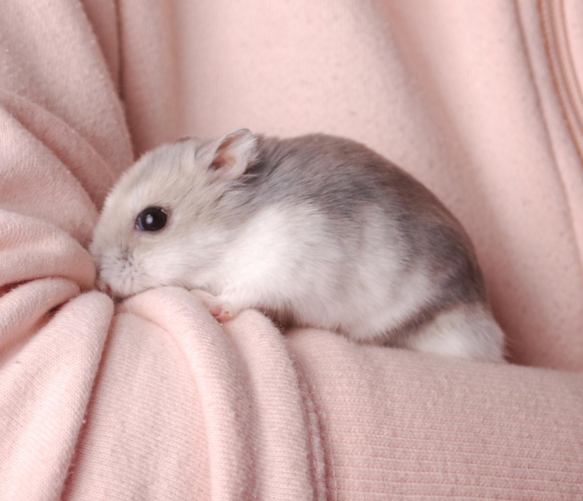 Dværghamster Max - Nyeste billeder: Januar 2012 billede 2