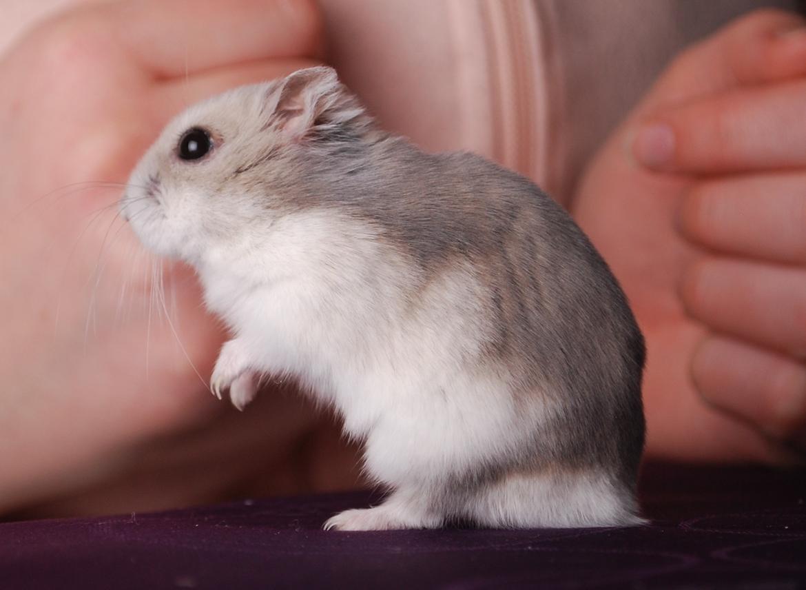 Dværghamster Max - Nyeste billeder: Januar 2012 billede 1