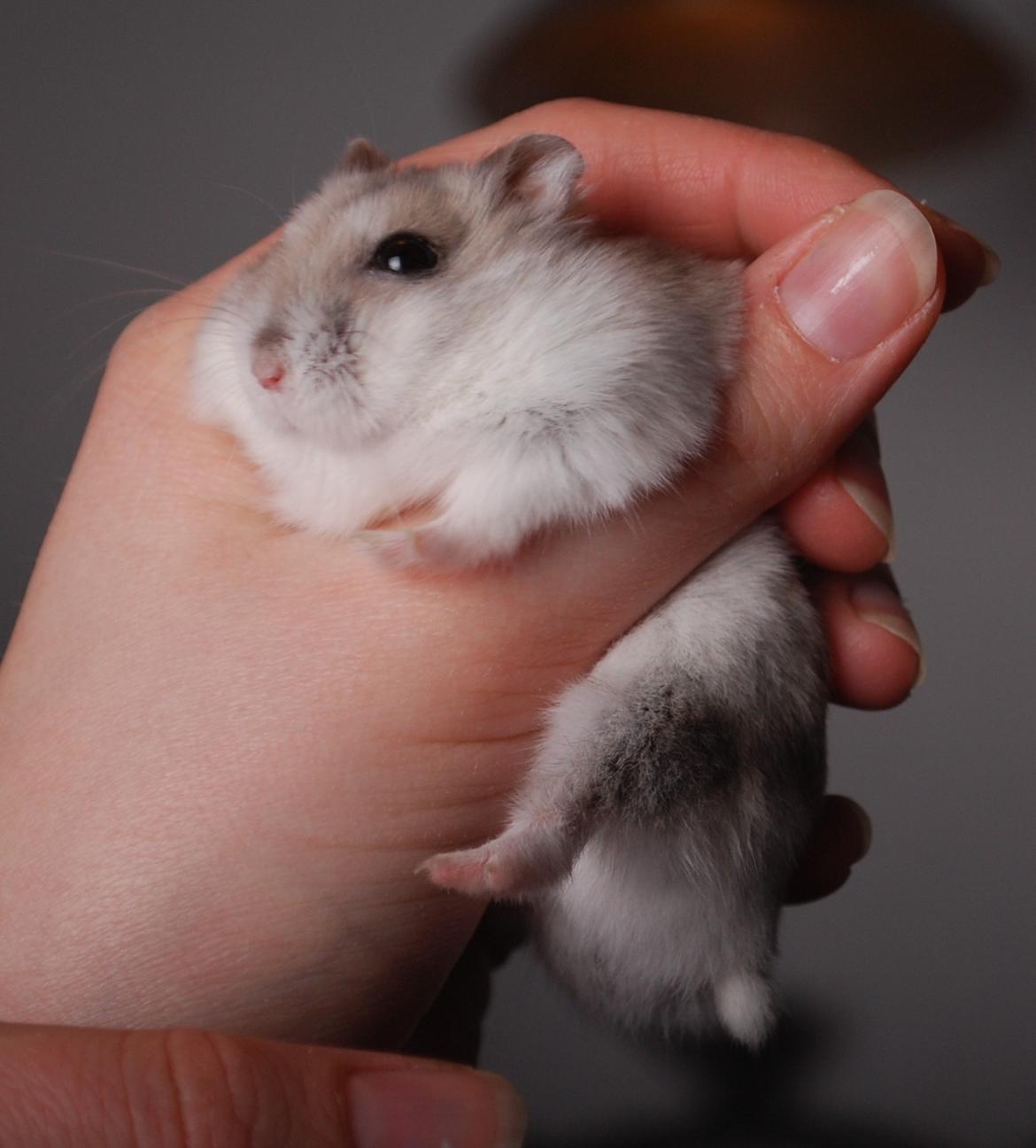 Dværghamster Max - Nyeste billeder: Januar 2012 billede 4