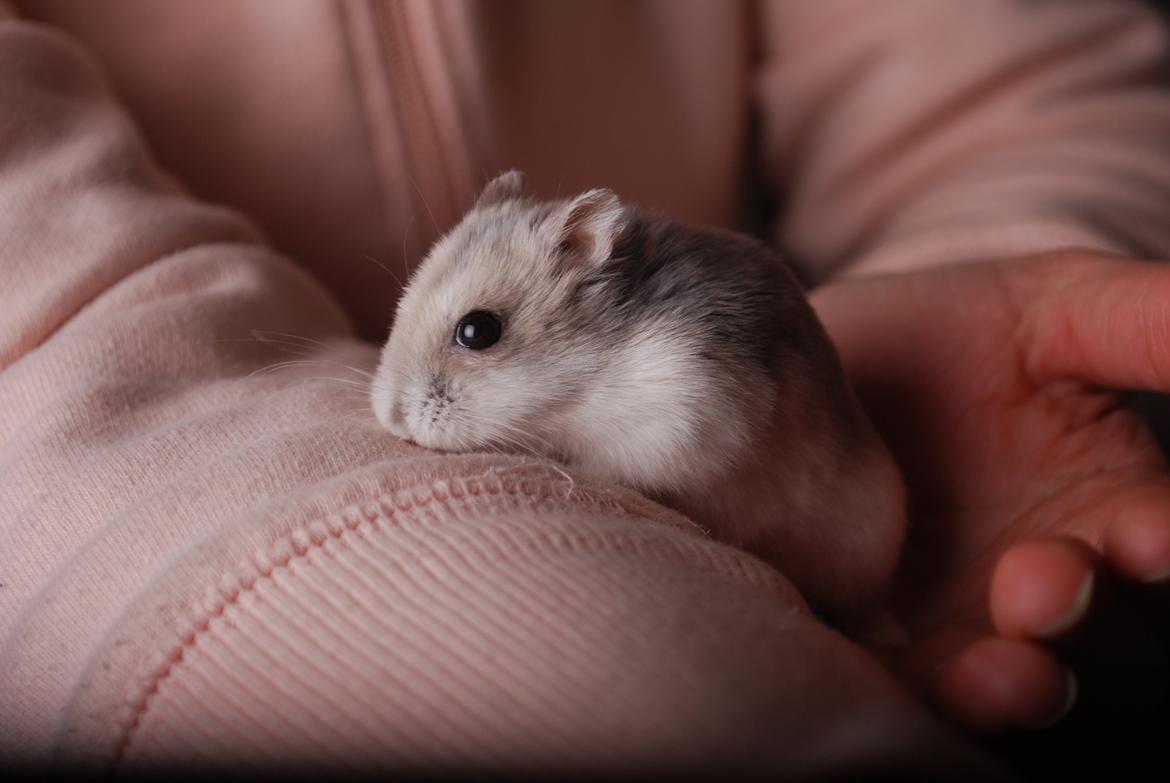 Dværghamster Max - Nyeste billeder: Januar 2012 billede 3