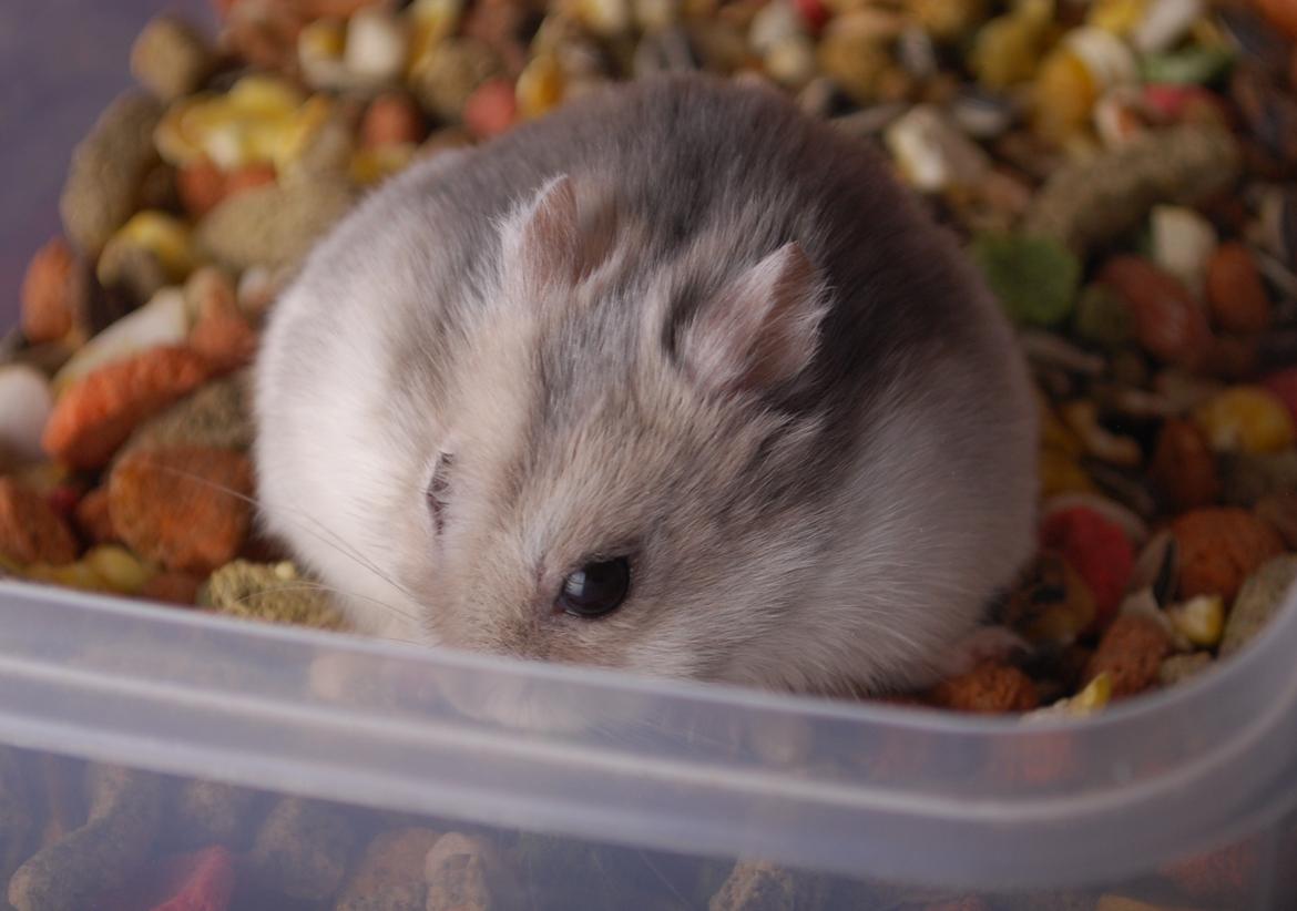 Dværghamster Max - Nyeste billeder: Januar 2012 billede 5