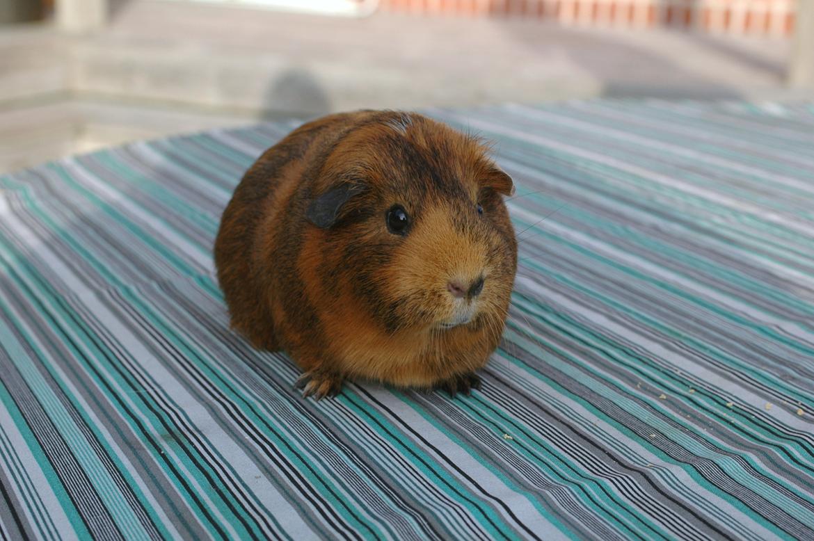 Marsvin Solsidens Lovely Lulu<3 billede 15