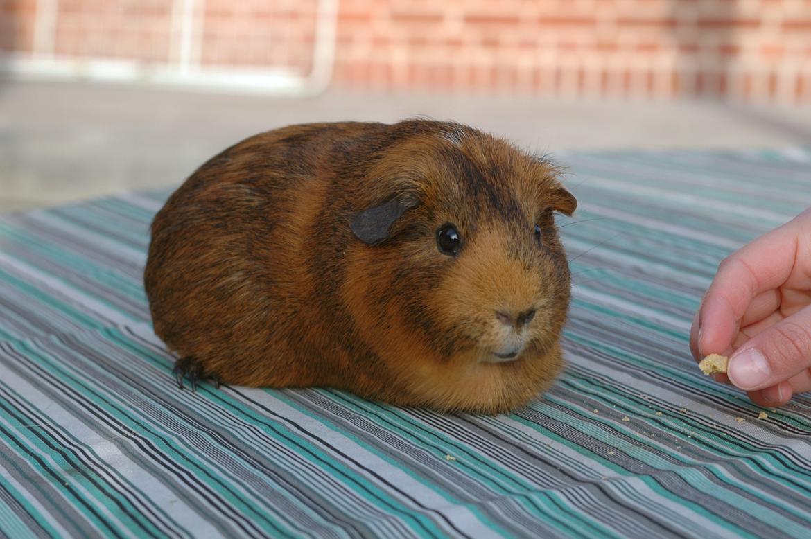 Marsvin Solsidens Lovely Lulu<3 billede 6