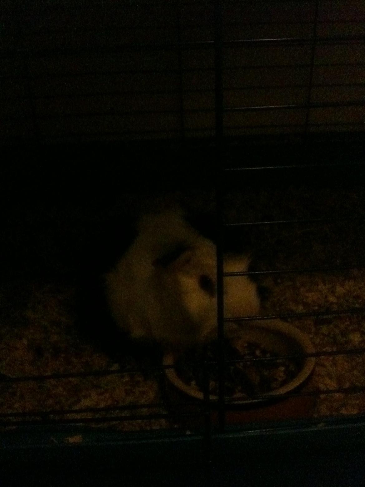 Marsvin hannibal-R.I.P:'((himmelgnaver d.10/2-12) - VELKOMMEN TIL HANIBALL,S PROFIL :) billede 1