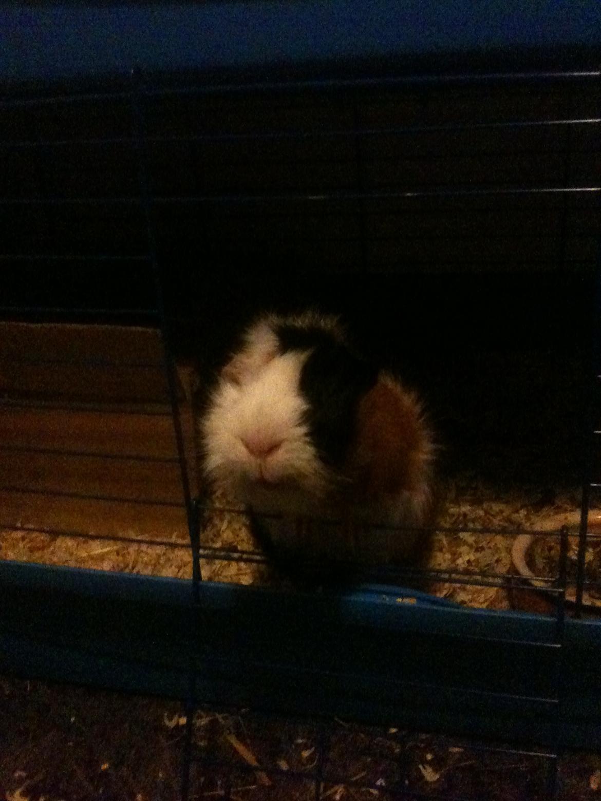 Marsvin hannibal-R.I.P:'((himmelgnaver d.10/2-12) billede 2
