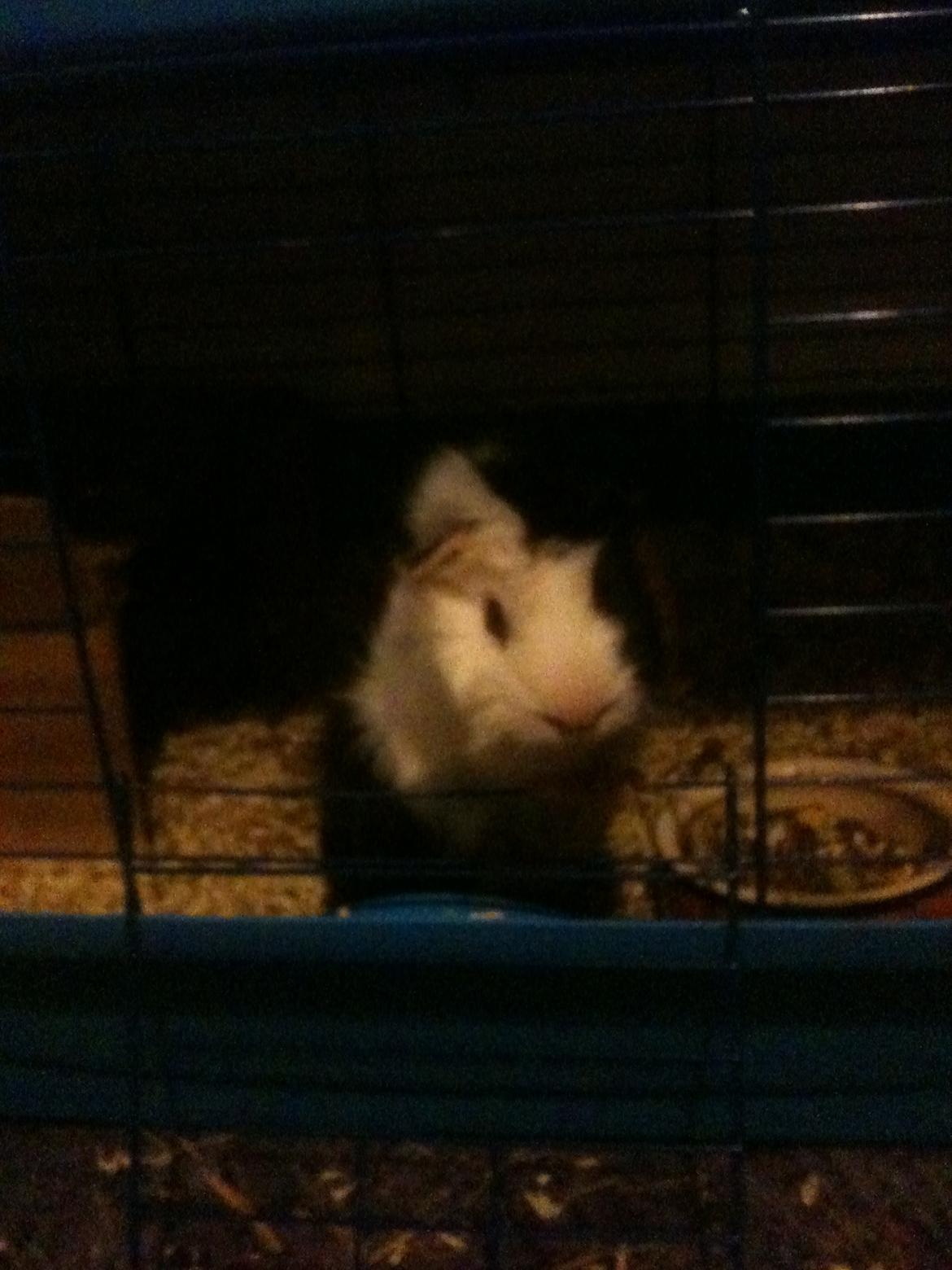 Marsvin hannibal-R.I.P:'((himmelgnaver d.10/2-12) billede 4