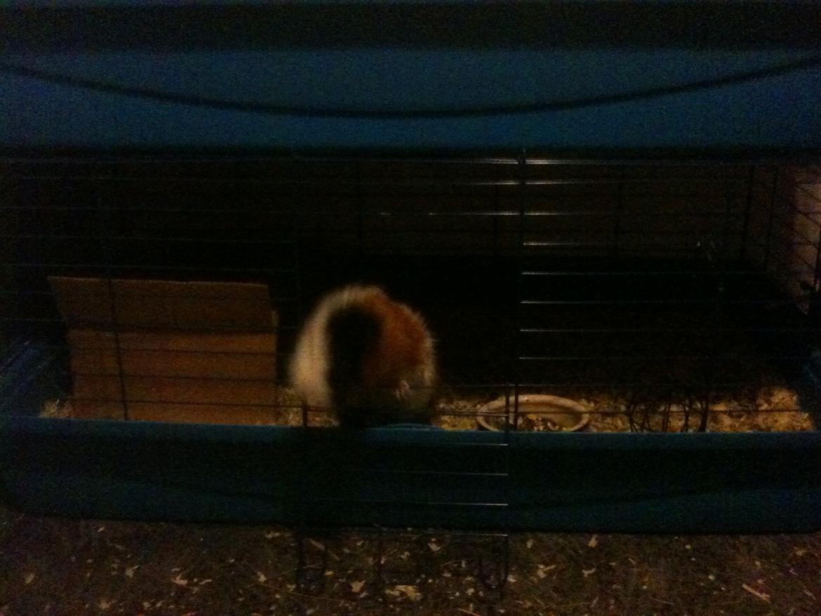Marsvin hannibal-R.I.P:'((himmelgnaver d.10/2-12) billede 5
