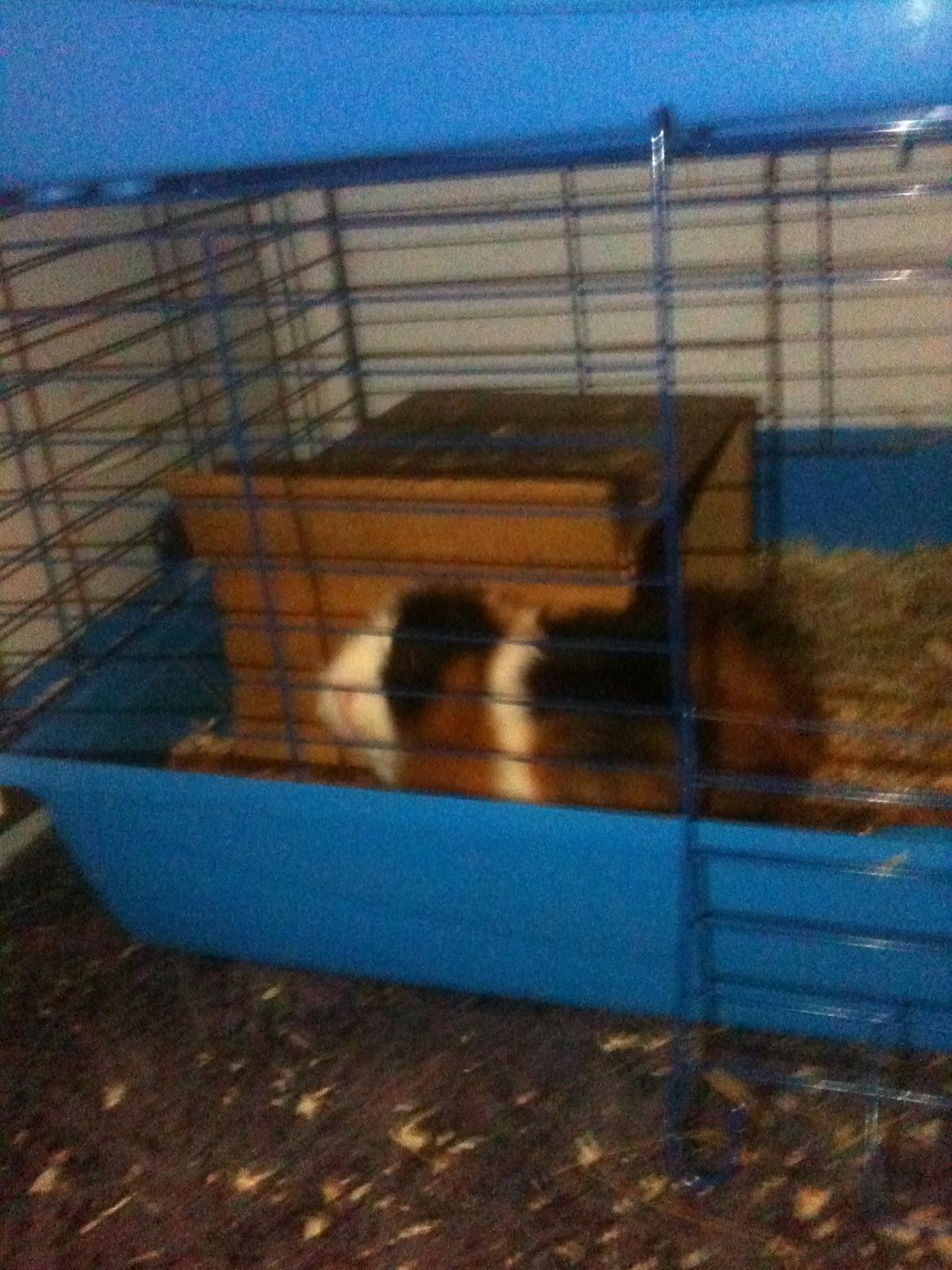 Marsvin hannibal-R.I.P:'((himmelgnaver d.10/2-12) billede 6