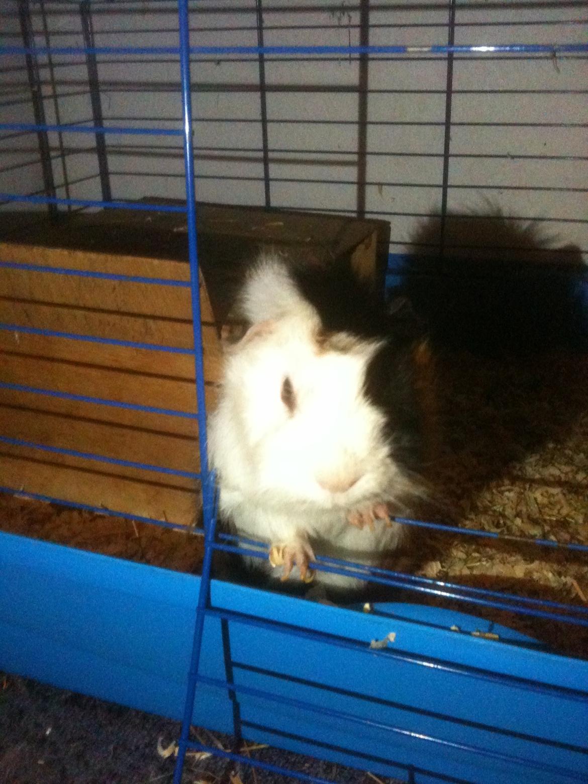 Marsvin hannibal-R.I.P:'((himmelgnaver d.10/2-12) billede 7