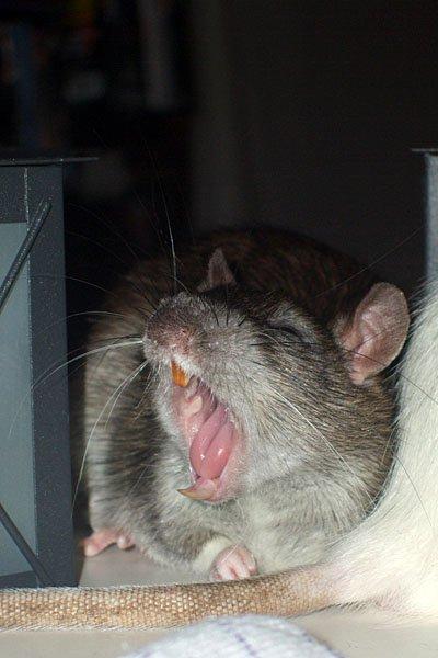 Tamrotte Ferb - billed fra den 1. Januar 2012. 

"It's the last time you hit me with that tale!" billede 1