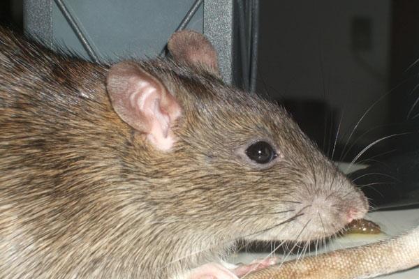 Tamrotte Ferb - billed fra den 1. Januar 2012 billede 2