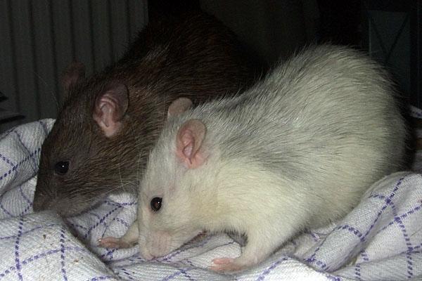 Tamrotte Ferb - billed fra den 1. Januar 2012 sammen med Phantom billede 3