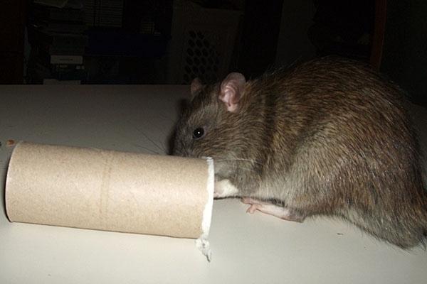 Tamrotte Ferb - billed fra den 1. Januar 2012 billede 4