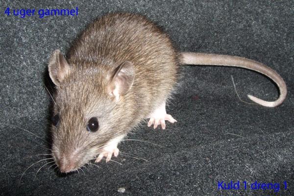 Tamrotte Ferb billede 5