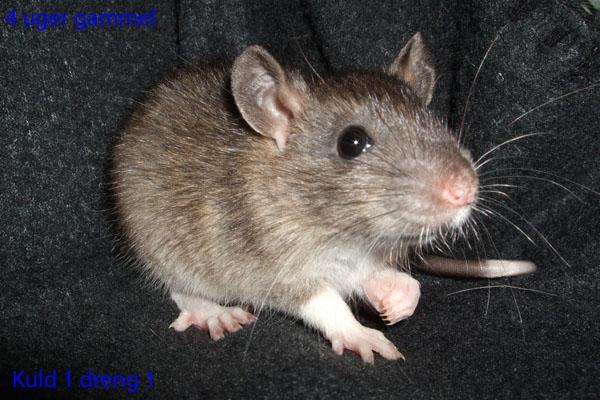 Tamrotte Ferb billede 6