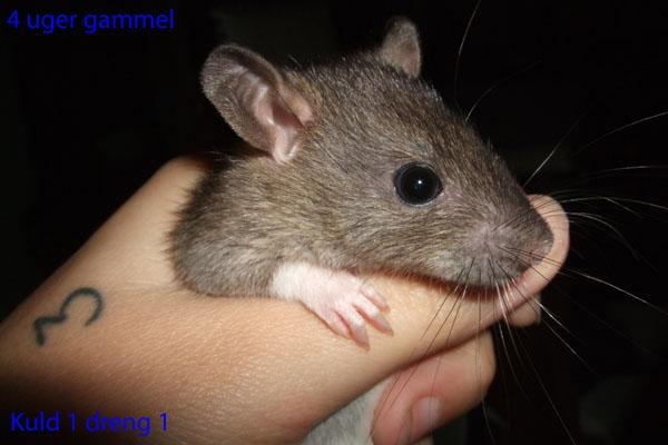 Tamrotte Ferb billede 7