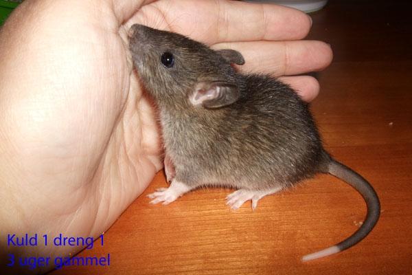 Tamrotte Ferb billede 8