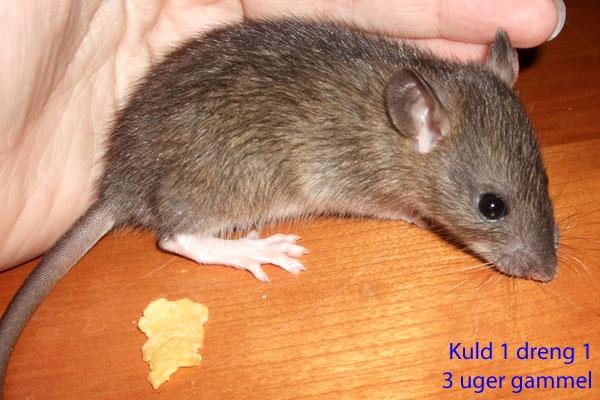 Tamrotte Ferb billede 9