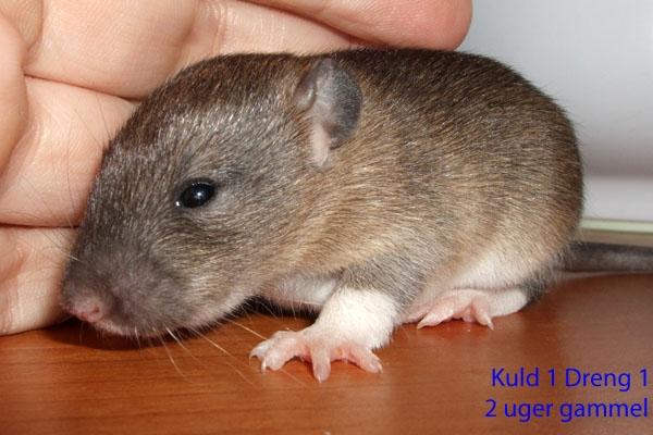 Tamrotte Ferb billede 10