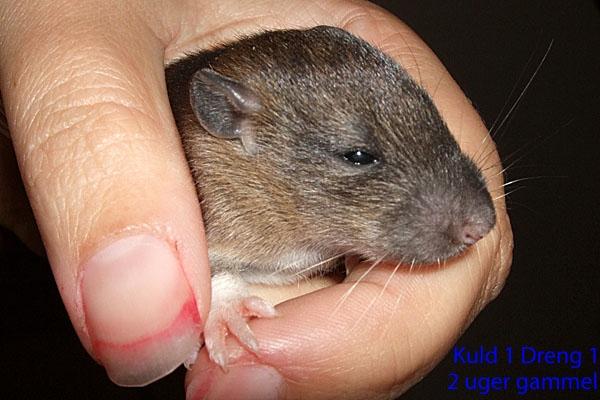 Tamrotte Ferb billede 11