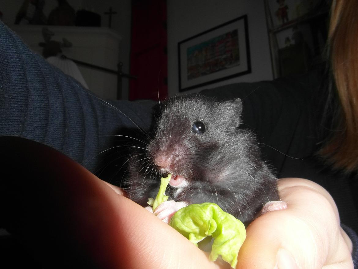 Hamster - Hans-Peter - Hans-Peter får sig lidt salat :) billede 2