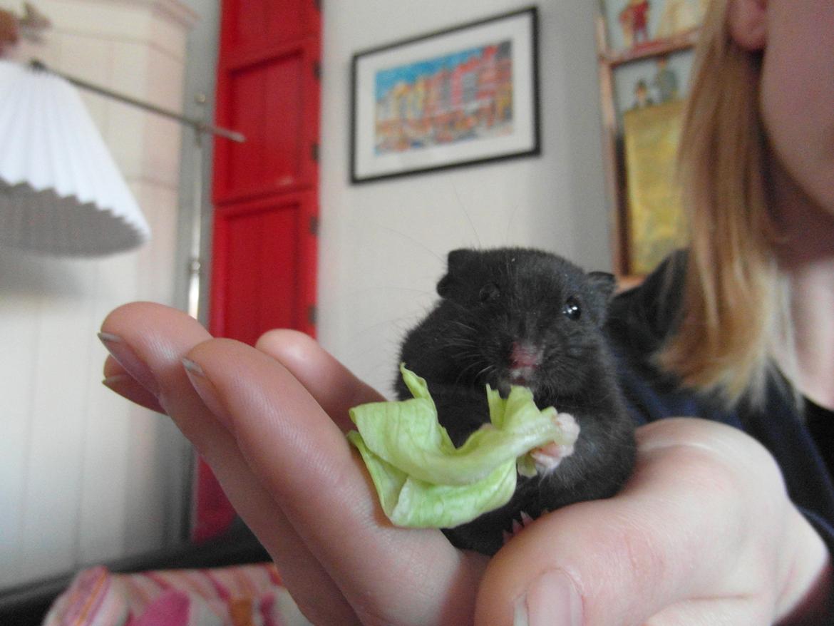 Hamster - Hans-Peter billede 3