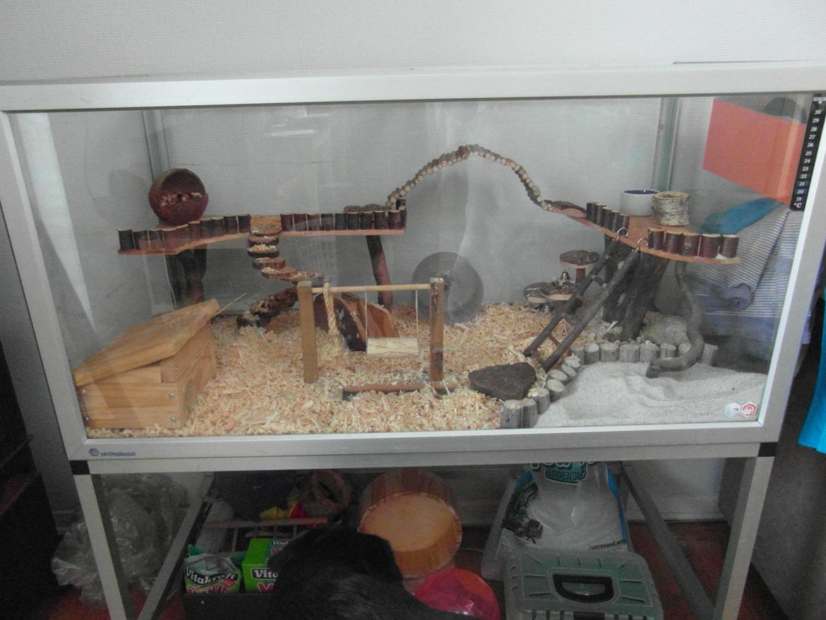 Hamster - Hans-Peter - Hans-Peters bur :) billede 15