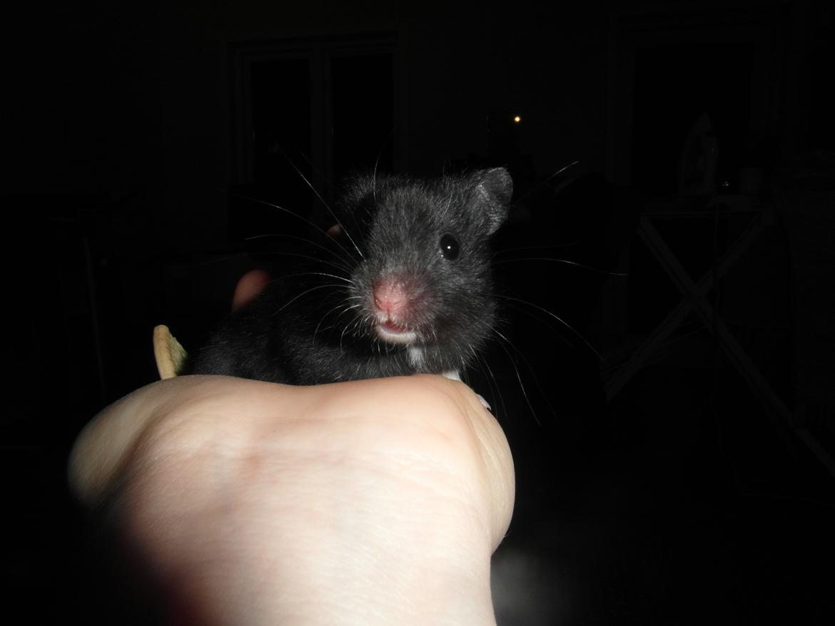 Hamster - Hans-Peter - Første dag sammen med Hans-Peter billede 9