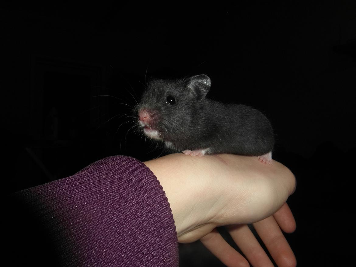 Hamster - Hans-Peter billede 10