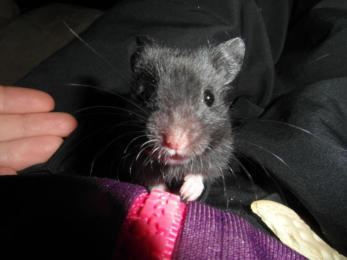 Hamster - Hans-Peter - Kuk kuk :) billede 7