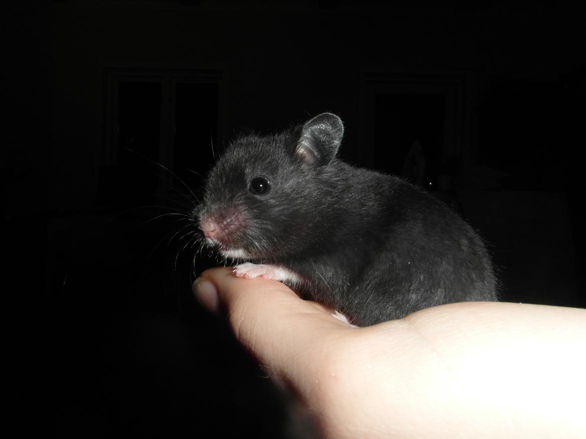 Hamster - Hans-Peter - Smuk <3
 billede 11