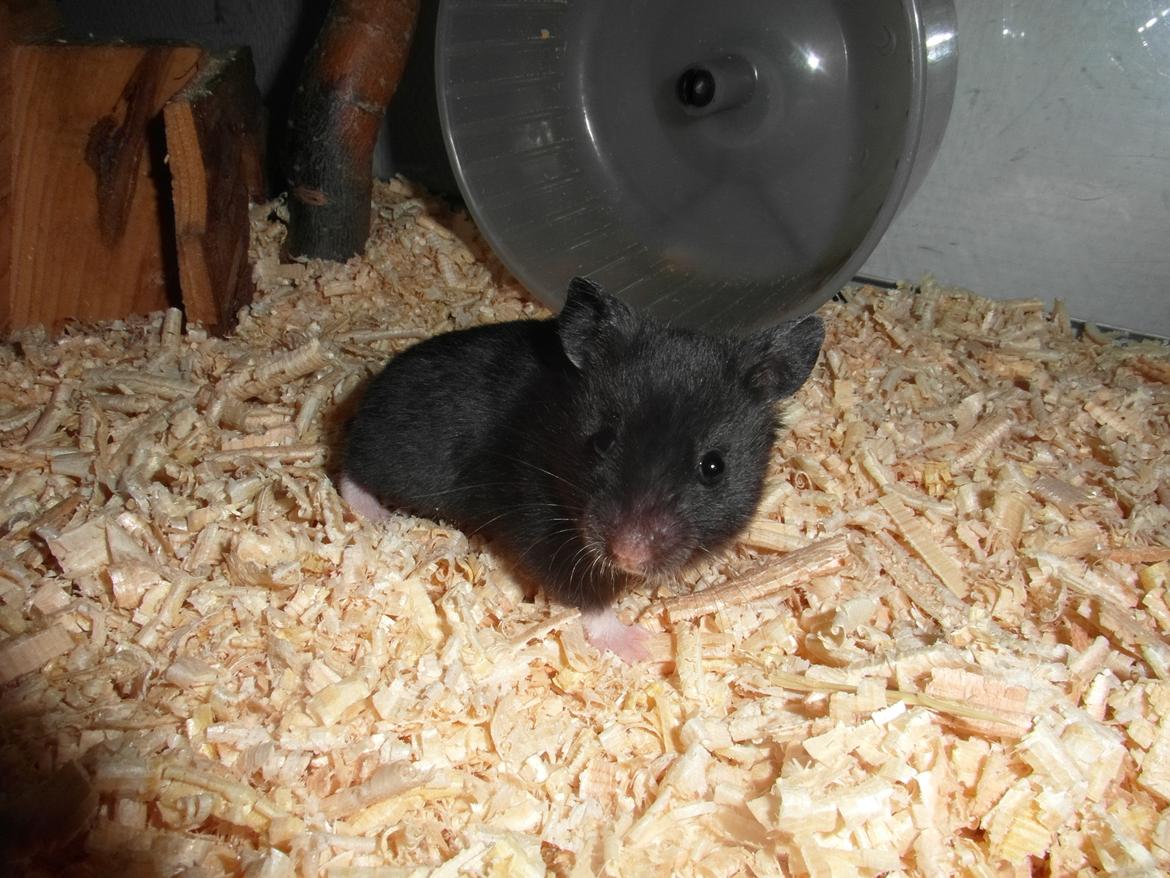 Hamster - Hans-Peter billede 14