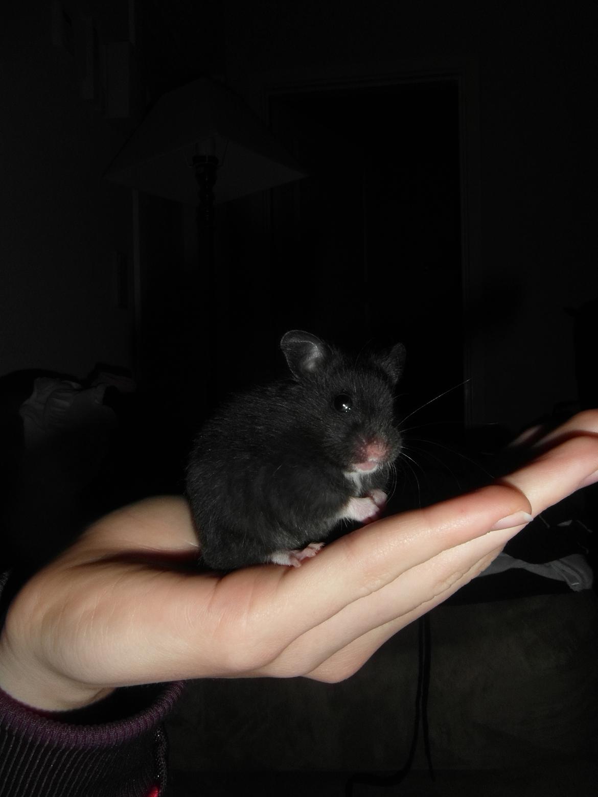 Hamster - Hans-Peter - Vasker sig :) billede 8