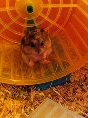 Dværghamster William - <3. billede 1