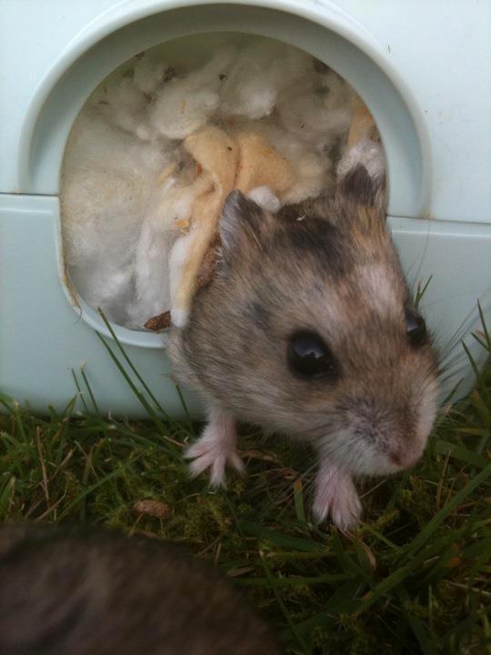 Dværghamster William billede 2