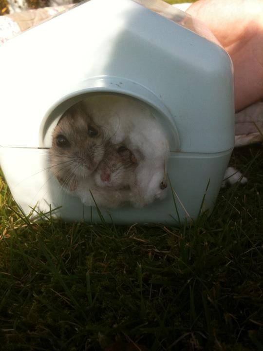 Dværghamster William - Mys mys ;-* billede 4