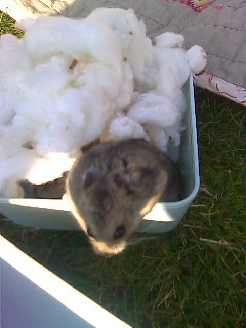 Dværghamster William billede 5