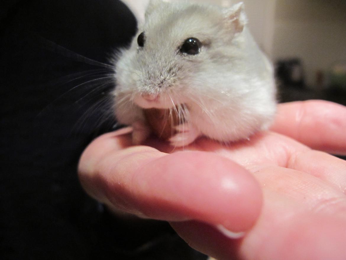Dværghamster Bimmer ¤ Tykke ¤ - Lækker mandel <3 billede 16