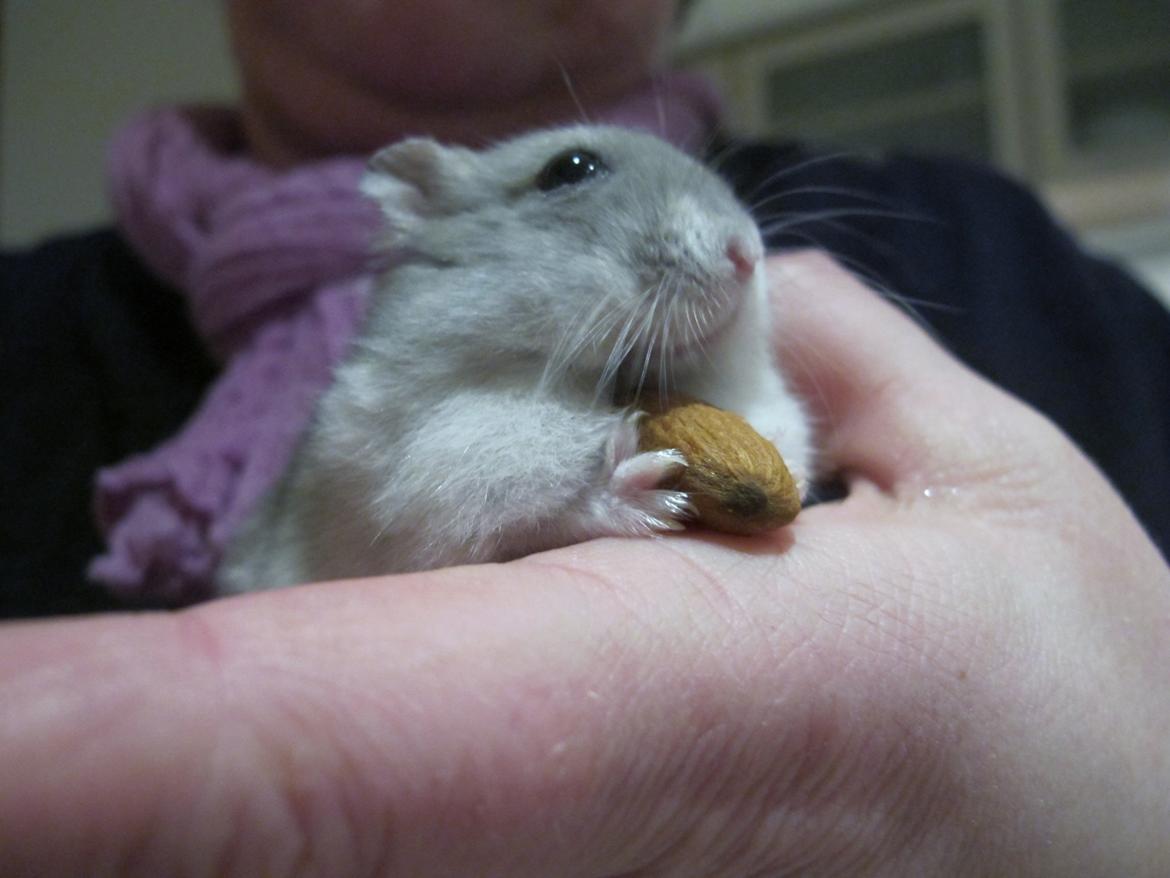 Dværghamster Bimmer ¤ Tykke ¤ - Spiser nu igen <3 billede 17