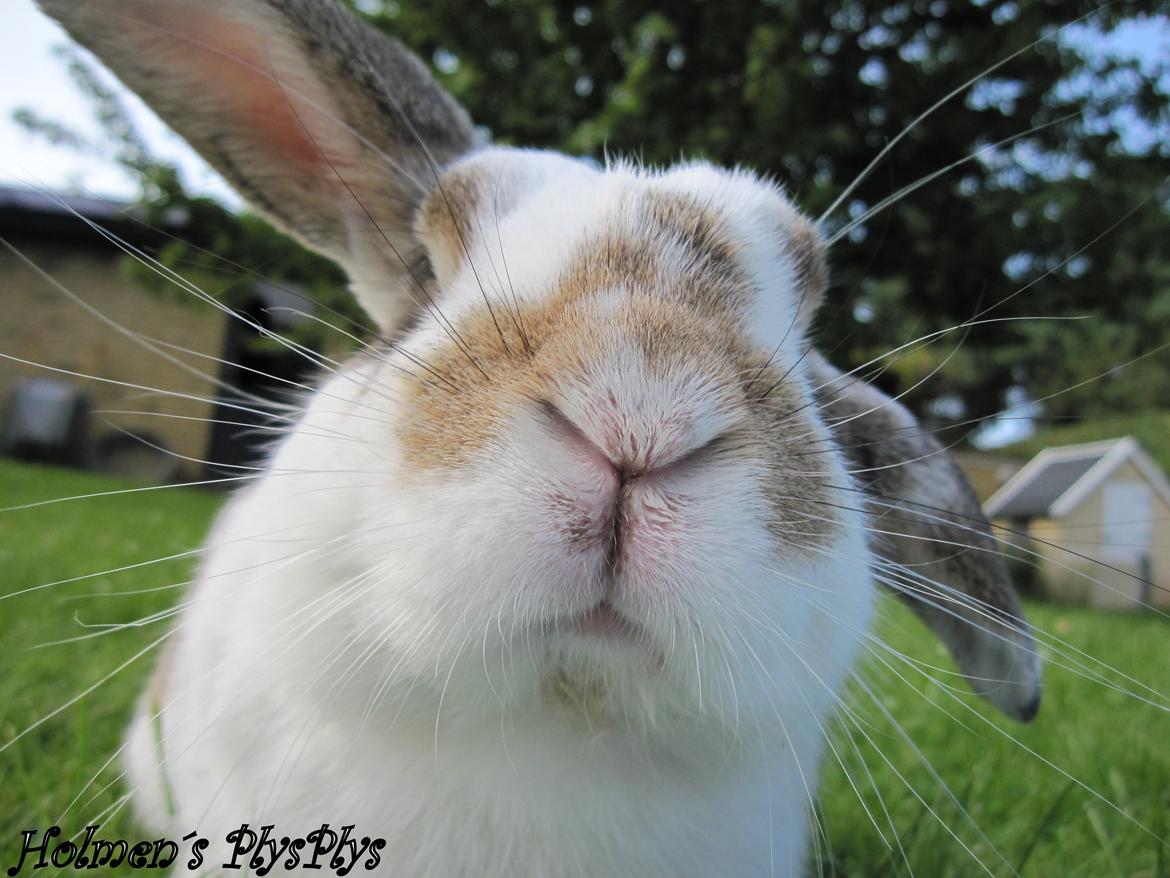 Kanin Holmens Plys Plys <3 R.I.P <3  - Velkommen til plysplys profil! :D
Læg gerne en kommentar og bedømmelse, så bliver vi super glade. :D<3 

Nr. 1 <3  billede 1