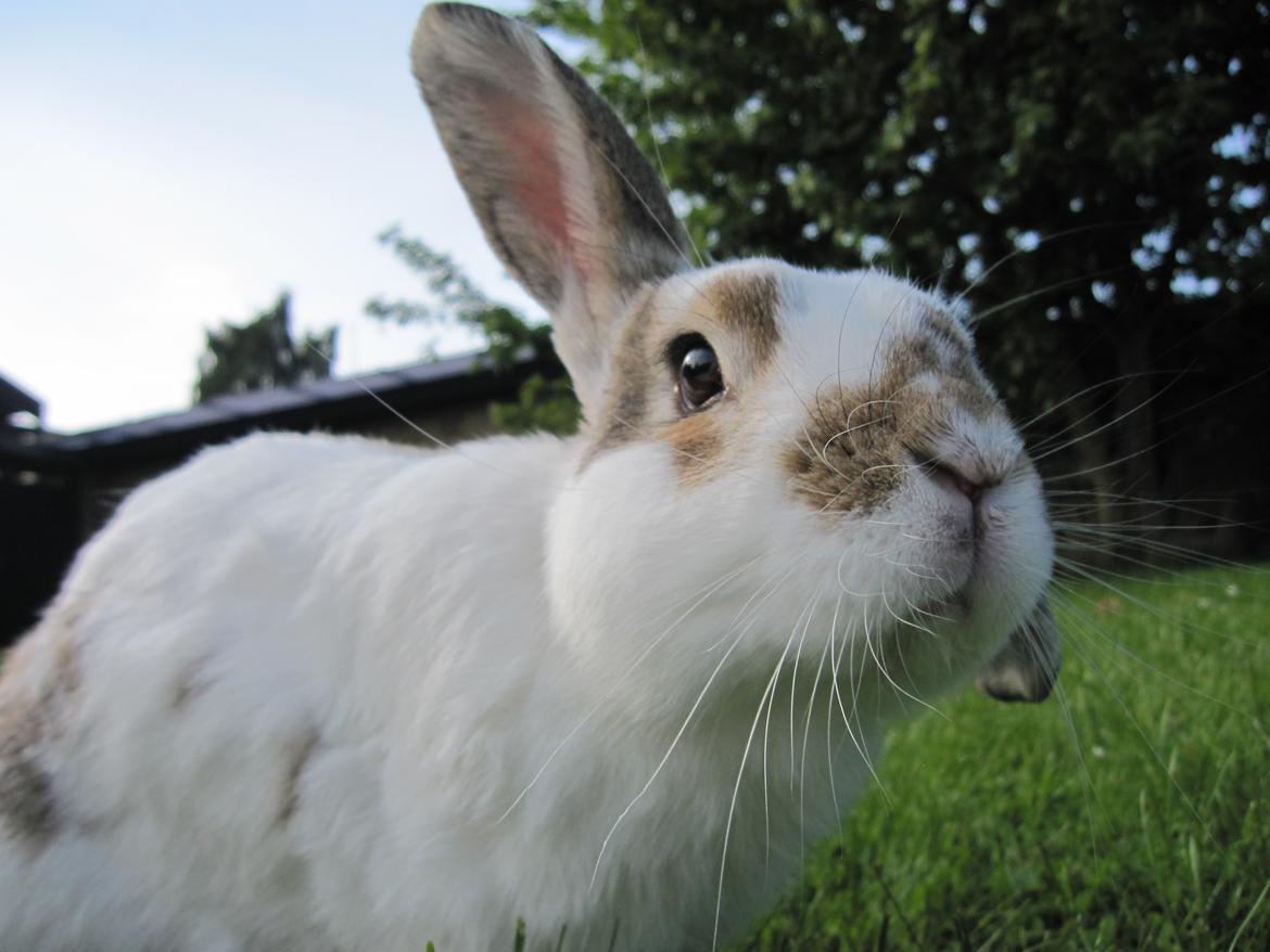 Kanin Holmens Plys Plys <3 R.I.P <3  - Nr. 18 <3 billede 17