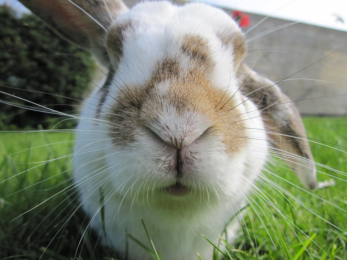 Kanin Holmens Plys Plys <3 R.I.P <3  - Nr. 12 <3 billede 12